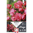 ET PRI N - Begonia odorata  pink delight 4/5 x3 - vignette