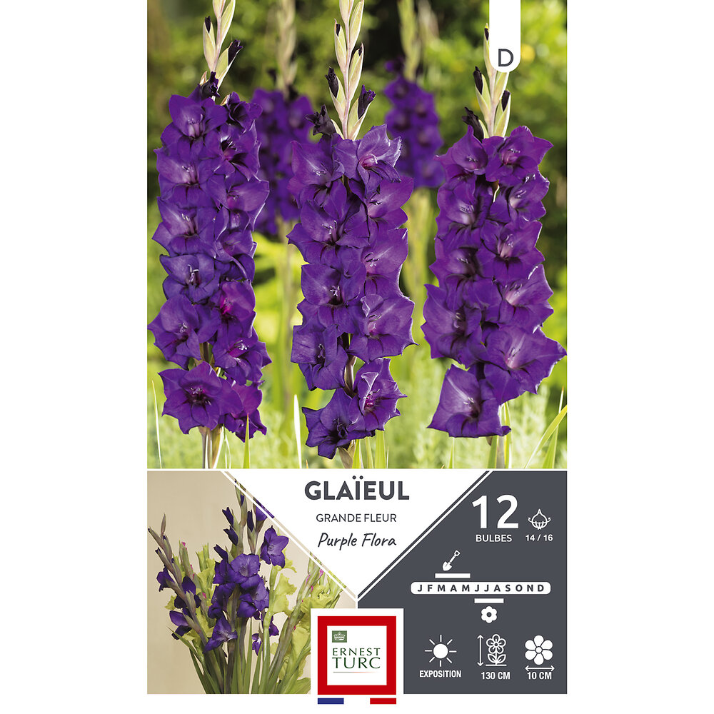 ET PRI N - Glaieul grande fleur purple flora 14/16 x12 - large