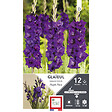ET PRI N - Glaieul grande fleur purple flora 14/16 x12 - vignette