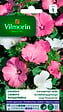 VILMORIN - Lavatère à grande fleur variée - vignette
