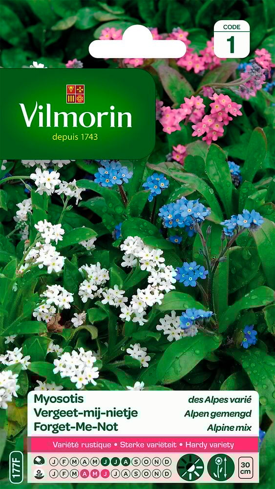 VILMORIN - Myosotis des Alpes varié - large