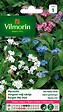 VILMORIN - Myosotis des Alpes varié - vignette