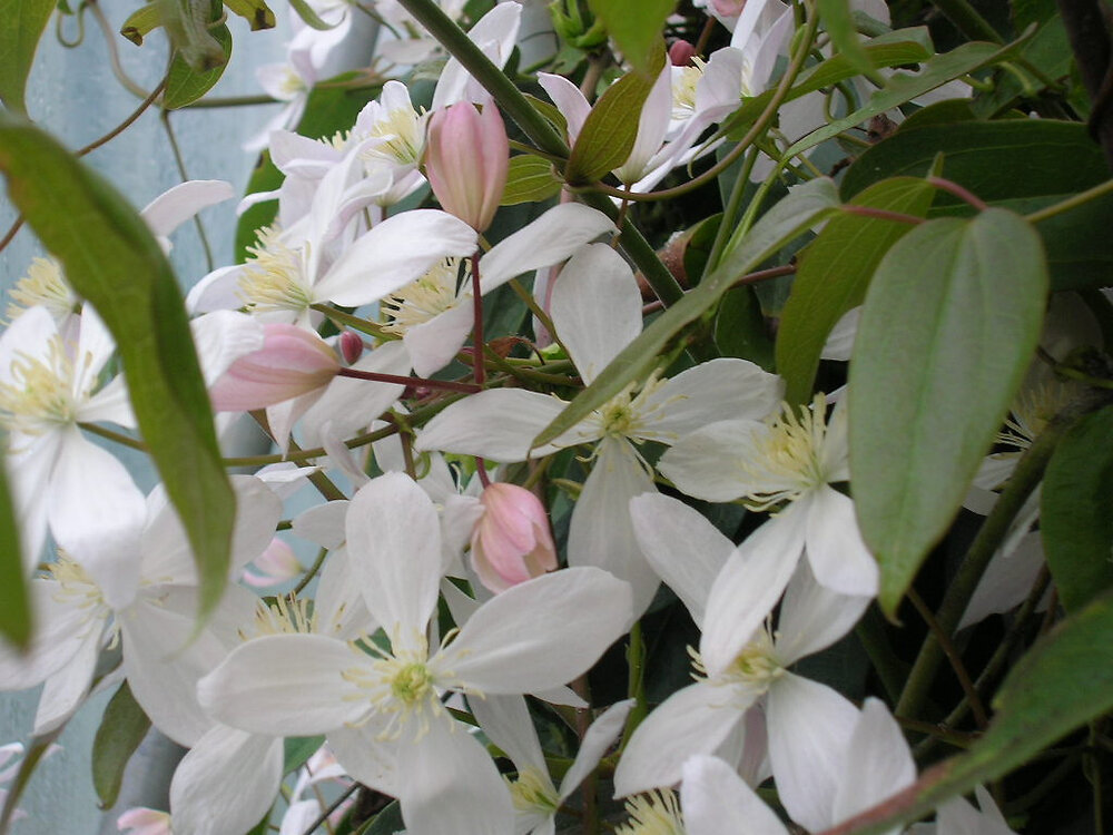 Clématite Armandii Apple Blossom C3l Bricomarché 8654